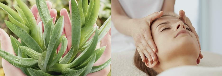 Pensez au panier beauté ALOE VERA !