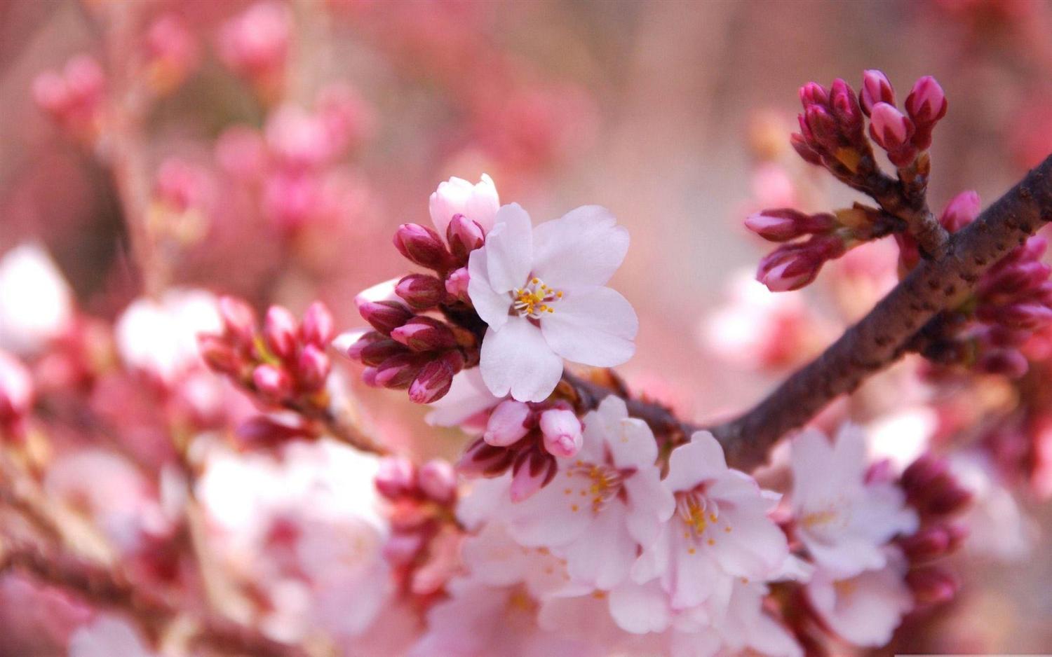 Le bon plan Printemps !