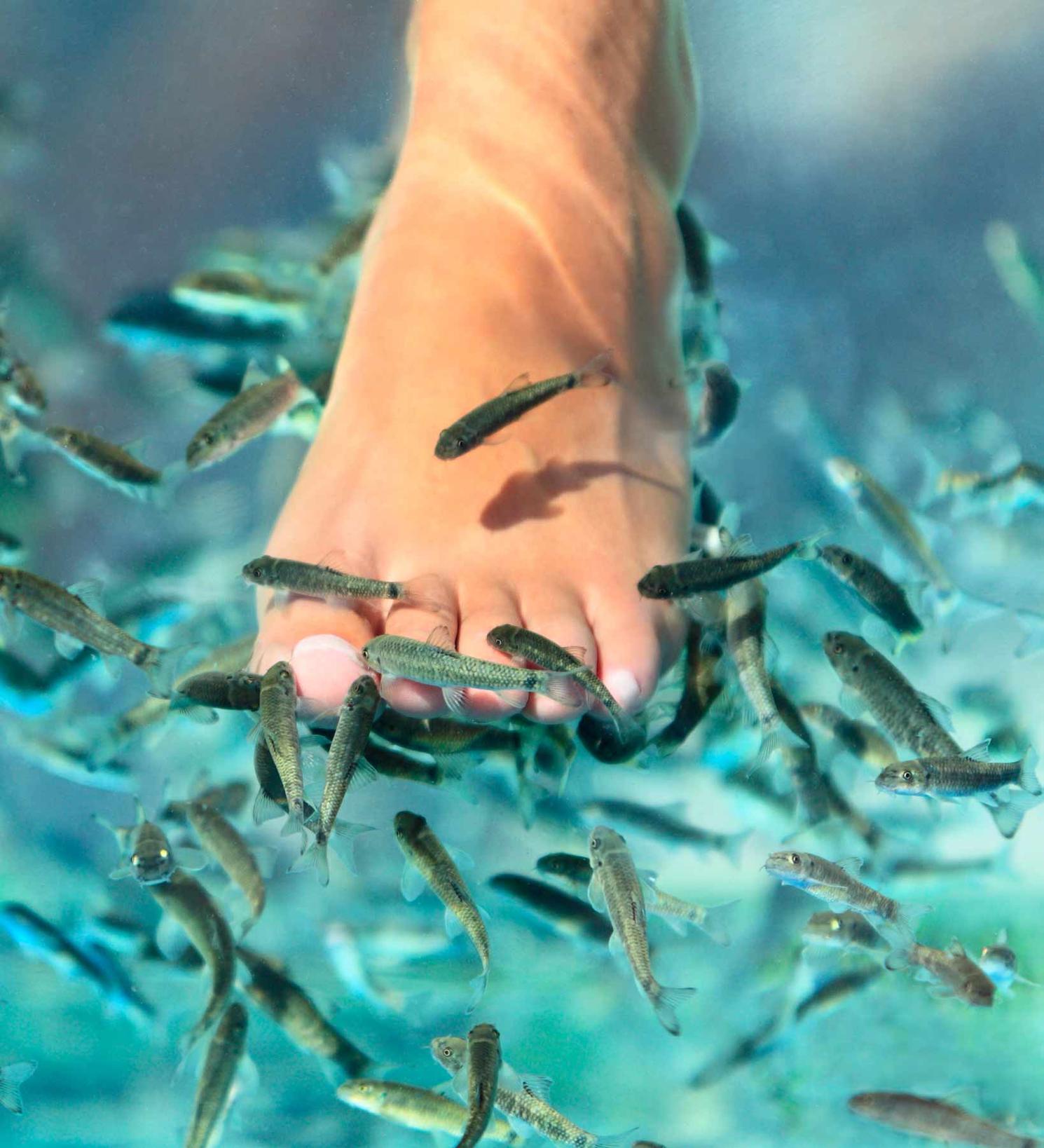 Fish Spa
